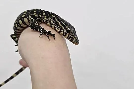 Varanus Ornatus, Waran Ozdobny, Dolnośląskie, Oława