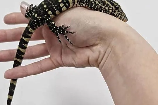 Varanus Ornatus, Waran Ozdobny, Dolnośląskie, Oława