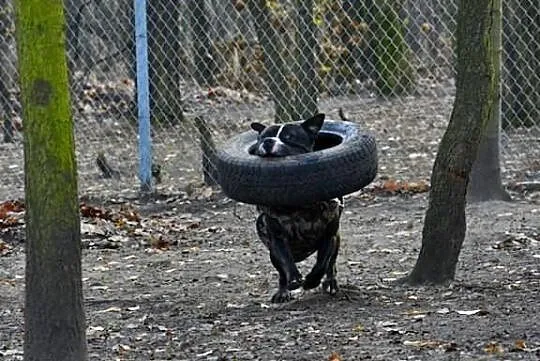 Piękny, silny pies w typie amstaffa szuka opdowied