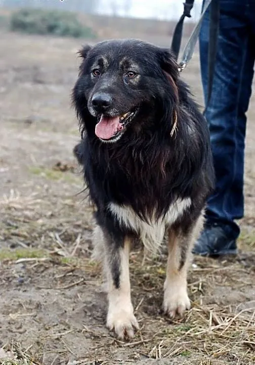 Psy ze schroniska szukają domu, łódzkie Skierniew