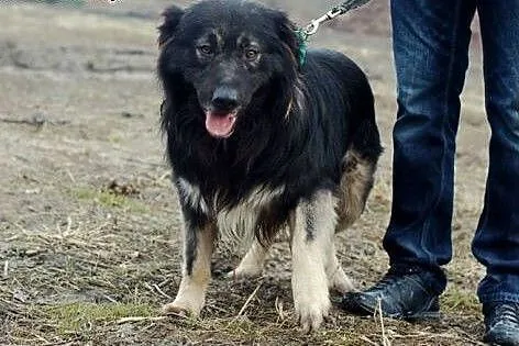 Psy ze schroniska szukają domu,  łódzkie Skierniew