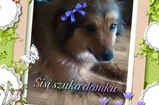 Czy Sisi żąda za wiele za odrobinę miłości
