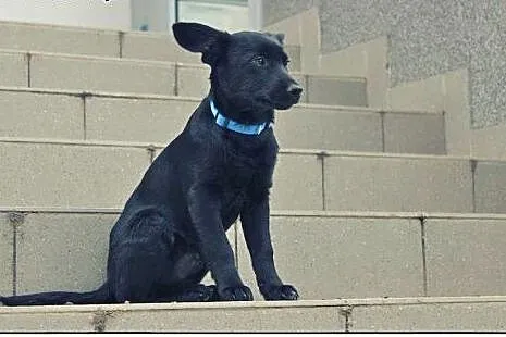 SISI I RONI dwie piękne młode sunie do adopcji!,  