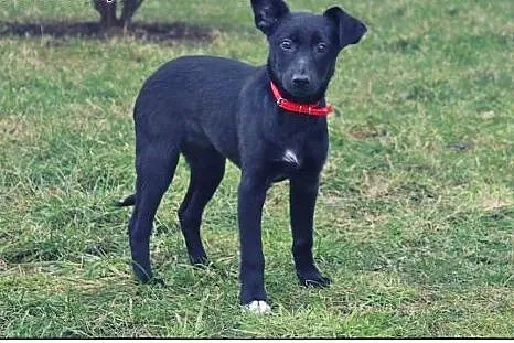 SISI I RONI dwie piękne młode sunie do adopcji!,  