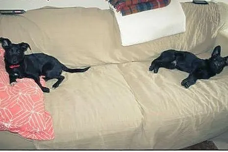 SISI I RONI dwie piękne młode sunie do adopcji!,  