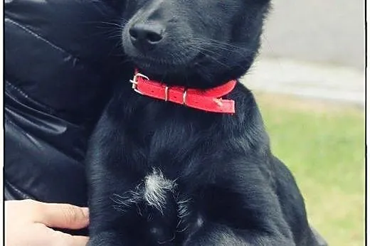 SISI I RONI dwie piękne młode sunie do adopcji!,  