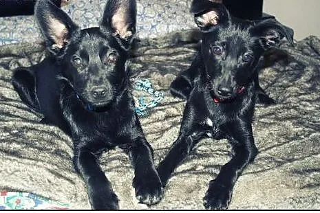 SISI I RONI dwie piękne młode sunie do adopcji!,  