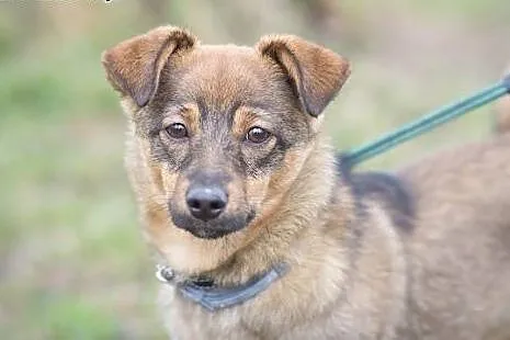 SARA, piękna 7-miesięczna, 6-kilogramowa suczka DO ADOPCJI,  małopolskie Kraków