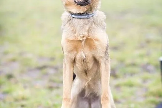 SARA, piękna 7-miesięczna, 6-kilogramowa suczka DO