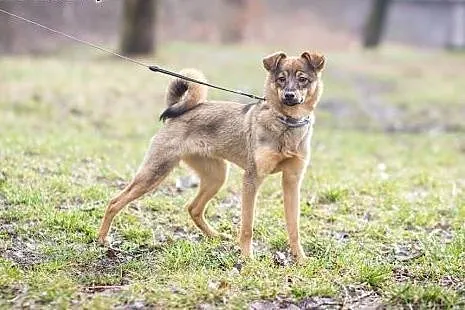 SARA, piękna 7-miesięczna, 6-kilogramowa suczka DO
