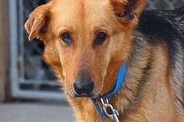 Rosa – łagodna suczka do adopcji!,  łódzkie Łódź
