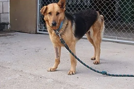 Rosa – łagodna suczka do adopcji!,  łódz