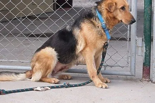 Rosa – łagodna suczka do adopcji!,  łódz