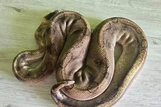Wąż pyton królewski, python regius samica dorosła, Dolnośląskie, Wrocław