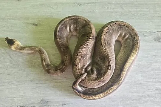 Wąż pyton królewski, python regius samica dorosła, Dolnośląskie, Wrocław