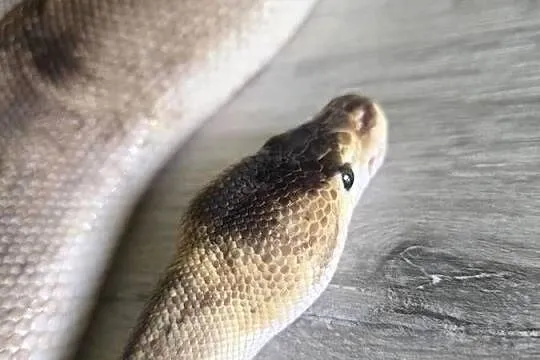 Wąż pyton królewski, python regius samica dorosła, Dolnośląskie, Wrocław