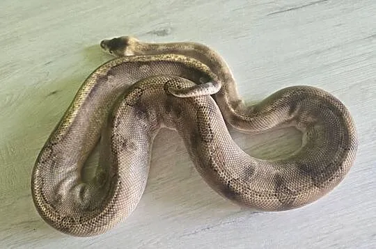 Wąż pyton królewski, python regius samica dorosła, Dolnośląskie, Wrocław