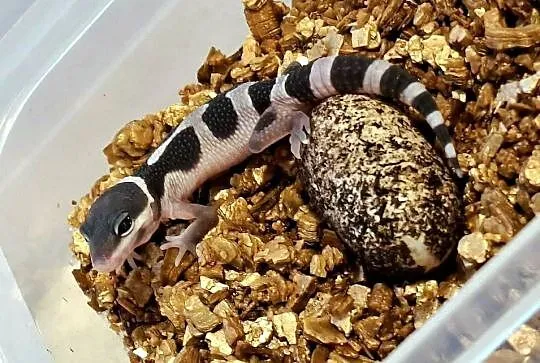 Gekony Lamparcie Mack Snow / Mack Snow Tangerine