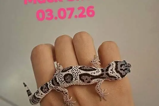 Gekony Lamparcie Mack Snow / Mack Snow Tangerine, Śląskie, Ruda Śląska