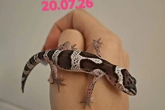 Gekony Lamparcie Mack Snow / Mack Snow Tangerine, Śląskie, Ruda Śląska