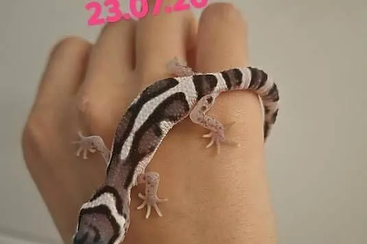 Gekony Lamparcie Mack Snow / Mack Snow Tangerine, Śląskie, Ruda Śląska