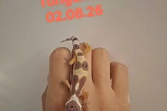 Gekony Lamparcie Mack Snow / Mack Snow Tangerine, Śląskie, Ruda Śląska