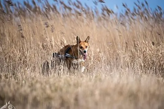 TOFFIK-biega,pływa,aportuje...swego człowieka poszukuje, Małopolskie, Kraków