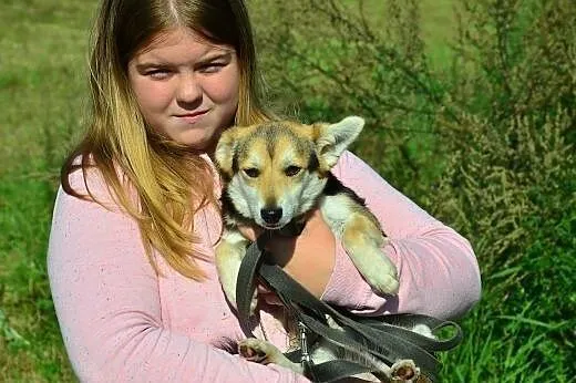 Malusieńki PIES czeka na dom, podlaskie Białystok