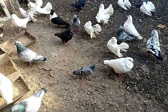 Sprzedam gołębie ozdobne pawiki, Wielkopolskie, Grodzisk Wielkopolski