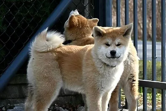 Akita japońska akita inu czerwony samiec ZKwP gotowy do odbioru