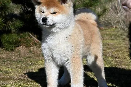 Akita japońska akita inu czerwony samiec ZKwP gotowy do odbioru, Śląskie, Częstochowa