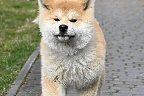 Akita japońska akita inu czerwony samiec ZKwP gotowy do odbioru, Śląskie, Częstochowa