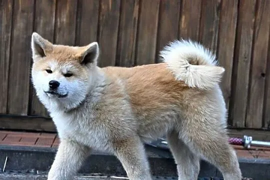 Akita japońska akita inu czerwony samiec ZKwP gotowy do odbioru, Śląskie, Częstochowa