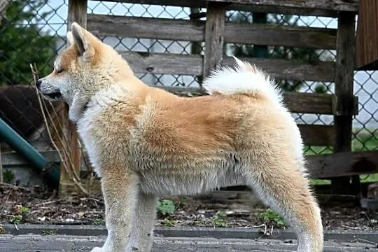 Akita japońska akita inu czerwony samiec ZKwP gotowy do odbioru, Śląskie, Częstochowa