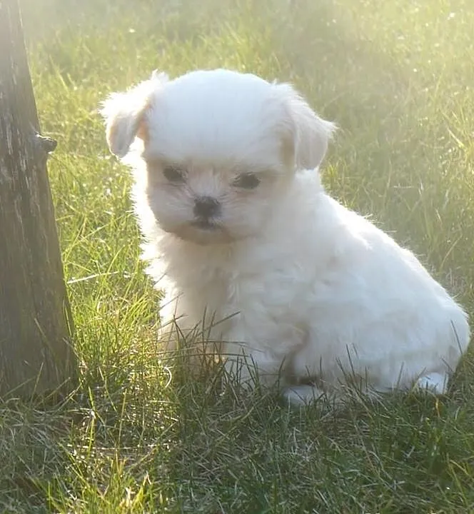 Shih Tzu szczenięta - piękne ubarwienia