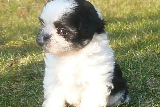 Shih Tzu szczenięta - piękne ubarwienia