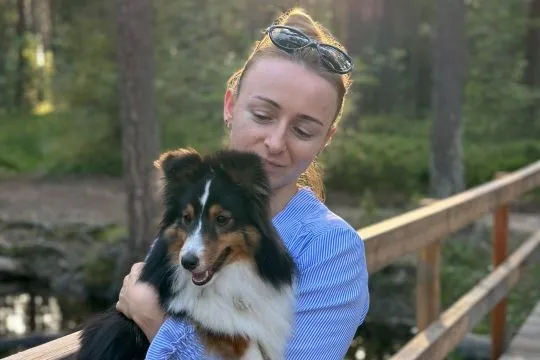 Owczarek szetlandzki, sheltie, szczenięta-zapowiedź miotu., , Kielce