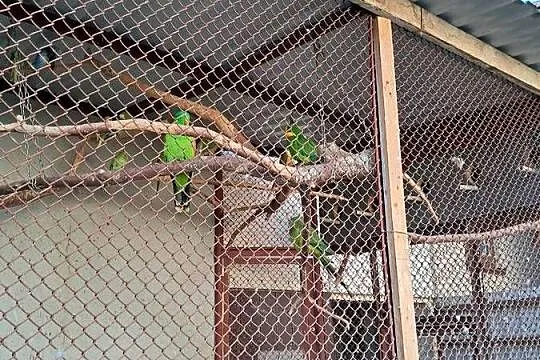 Sprzedam papugi barabandy, aleksandrety, zeberki, faliste i inne