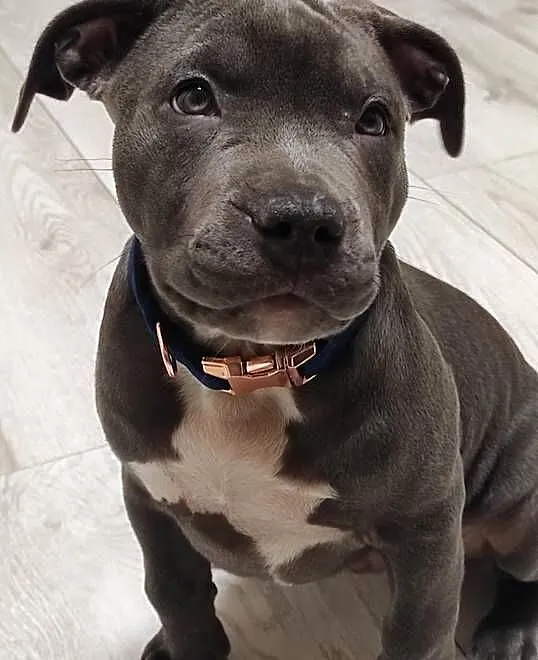 AMERICAN Staffordshire Terrier Ataxia Clear, Łódzkie, Piotrków Trybunalski