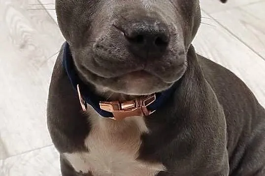AMERICAN Staffordshire Terrier Ataxia Clear, Łódzkie, Piotrków Trybunalski