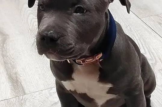 AMERICAN Staffordshire Terrier Ataxia Clear, Łódzkie, Piotrków Trybunalski