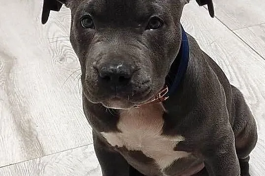 AMERICAN Staffordshire Terrier Ataxia Clear, Łódzkie, Piotrków Trybunalski
