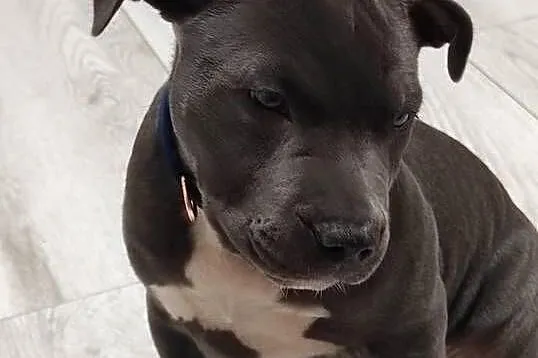 AMERICAN Staffordshire Terrier Ataxia Clear, Łódzkie, Piotrków Trybunalski