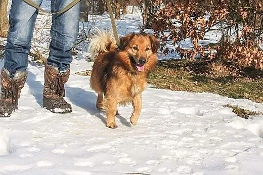 Śliczny mały, kudłaty rudasek Puszek do adopcji,  Kundelki cała Polska