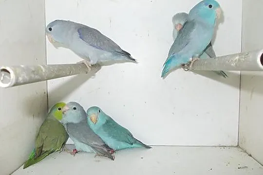 Papugi, Nowy Tomyśl, Nowy Tomyśl