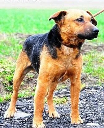 TEMUŚ-miły,grzeczny,bardzo przyjazny,pogodny psiak