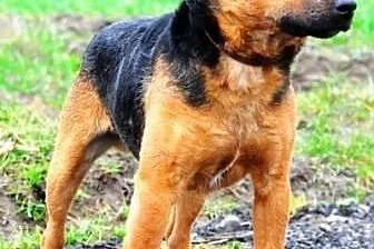 TEMUŚ-miły,grzeczny,bardzo przyjazny,pogodny psiak