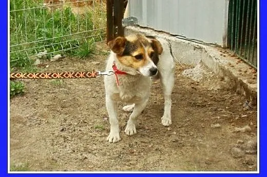 Sympatyczny,mały 8 kg psiak GUMIŚ,wesoły,towarzyski,przyjazny.Adopcja,  dolnośląskie Wrocław
