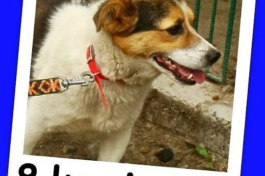 Sympatyczny,mały 8 kg psiak GUMIŚ,wesoły,towarzysk