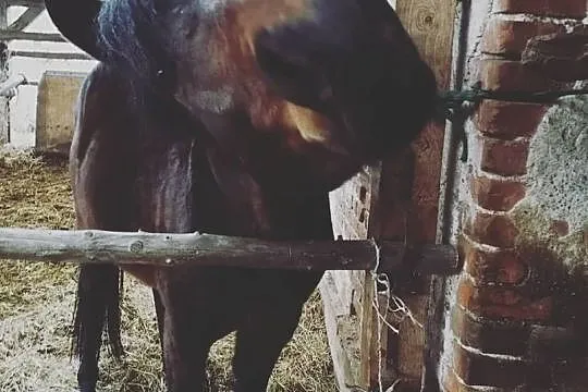 Młody surowy ogierek 4 lata w tym roku, Opolskie, Brzeg